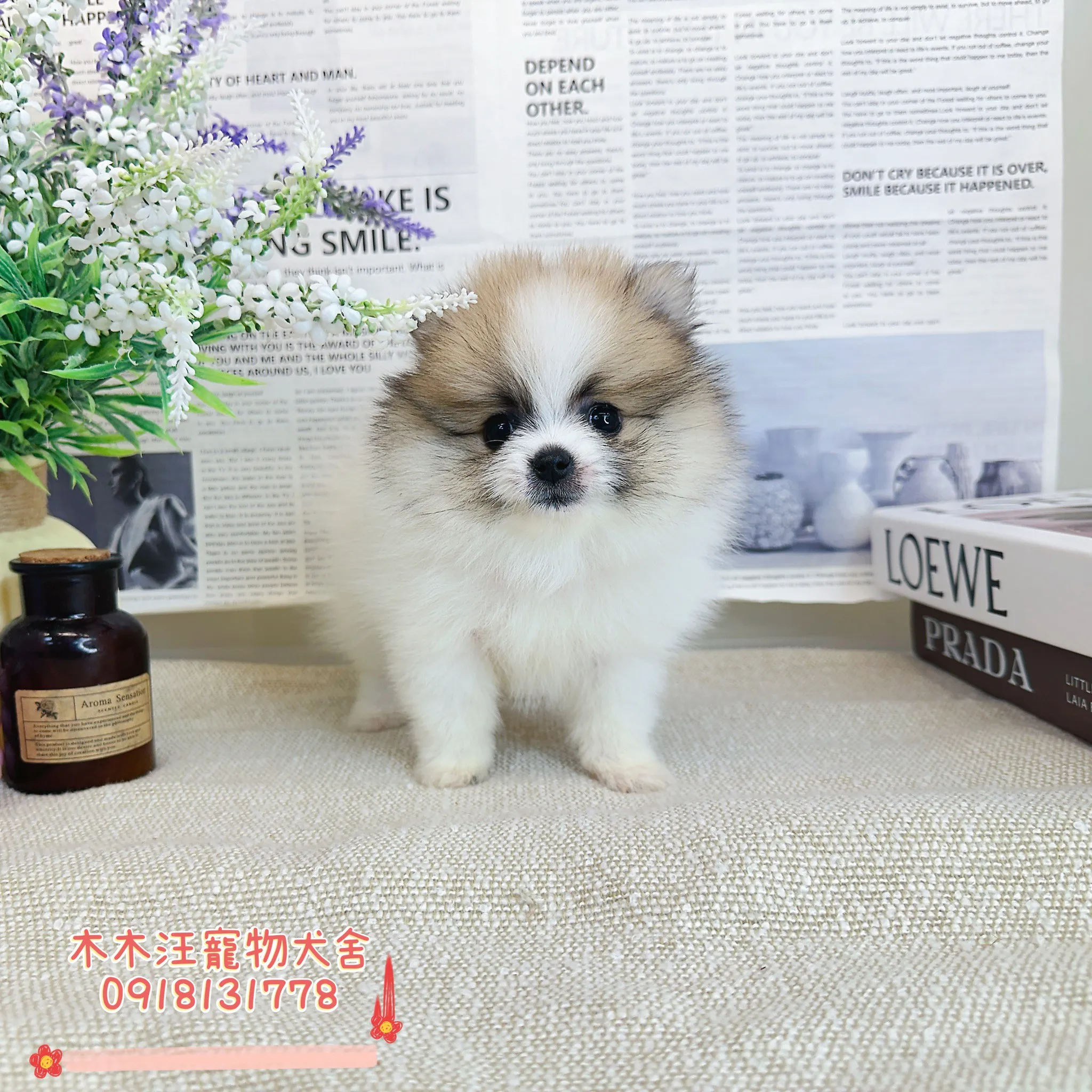 松鼠奶油花博美