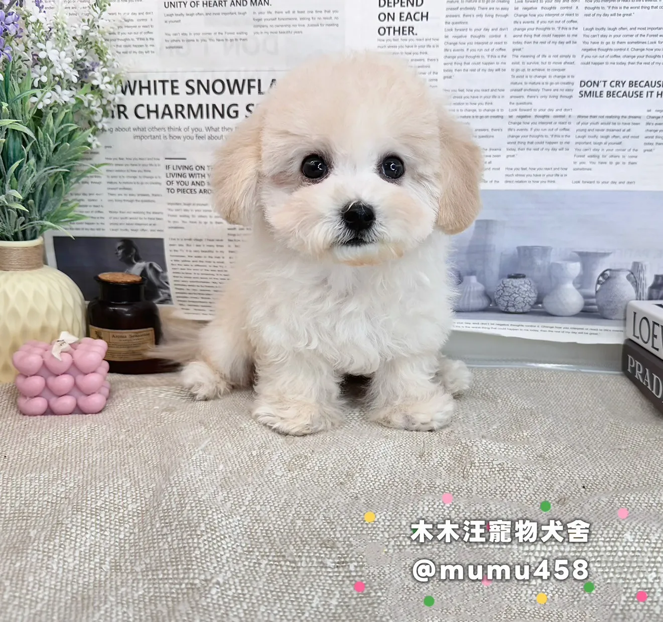 泰迪熊奶油色(貴賓比熊)