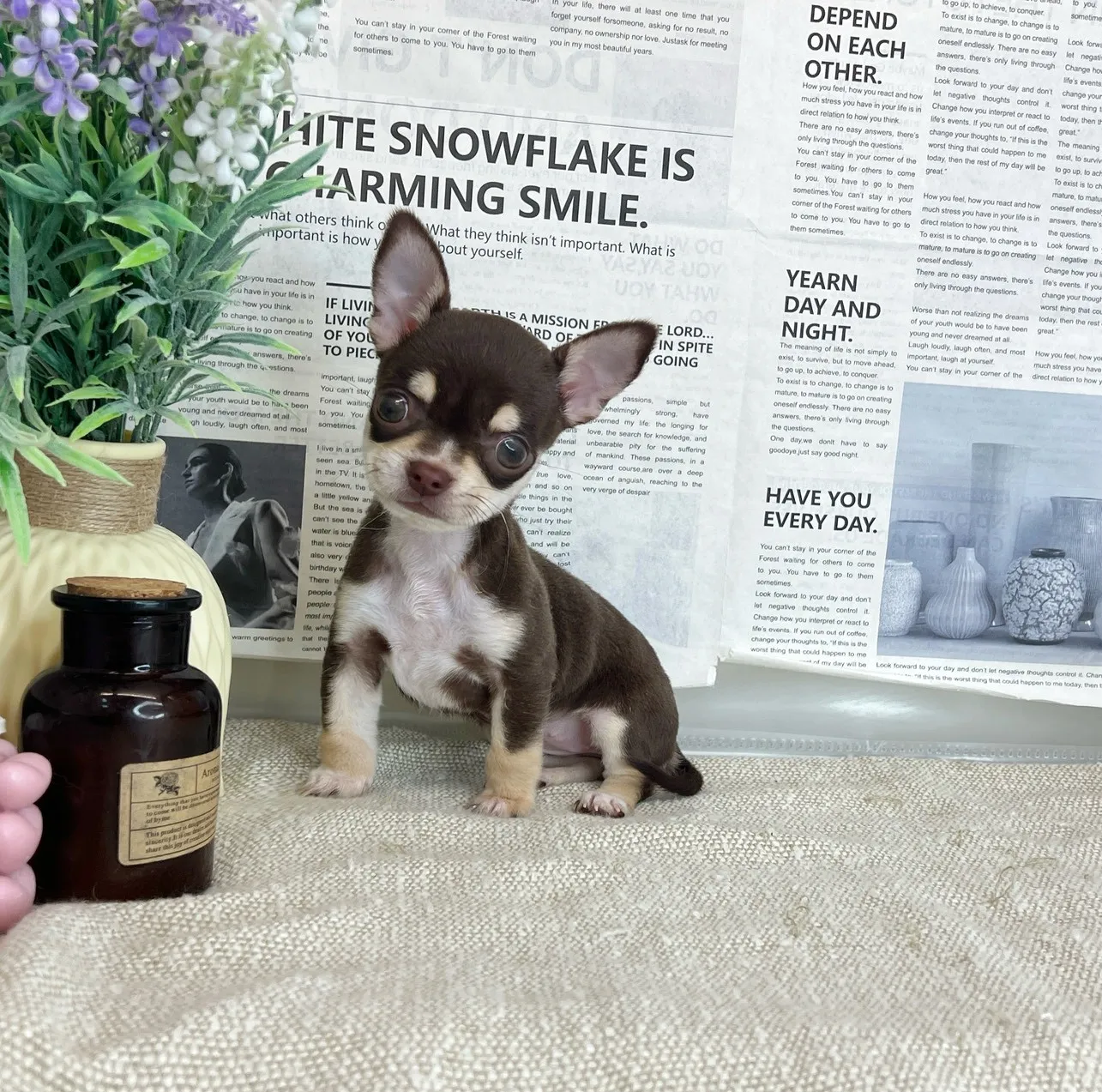 短毛吉娃娃(巧克力四目)