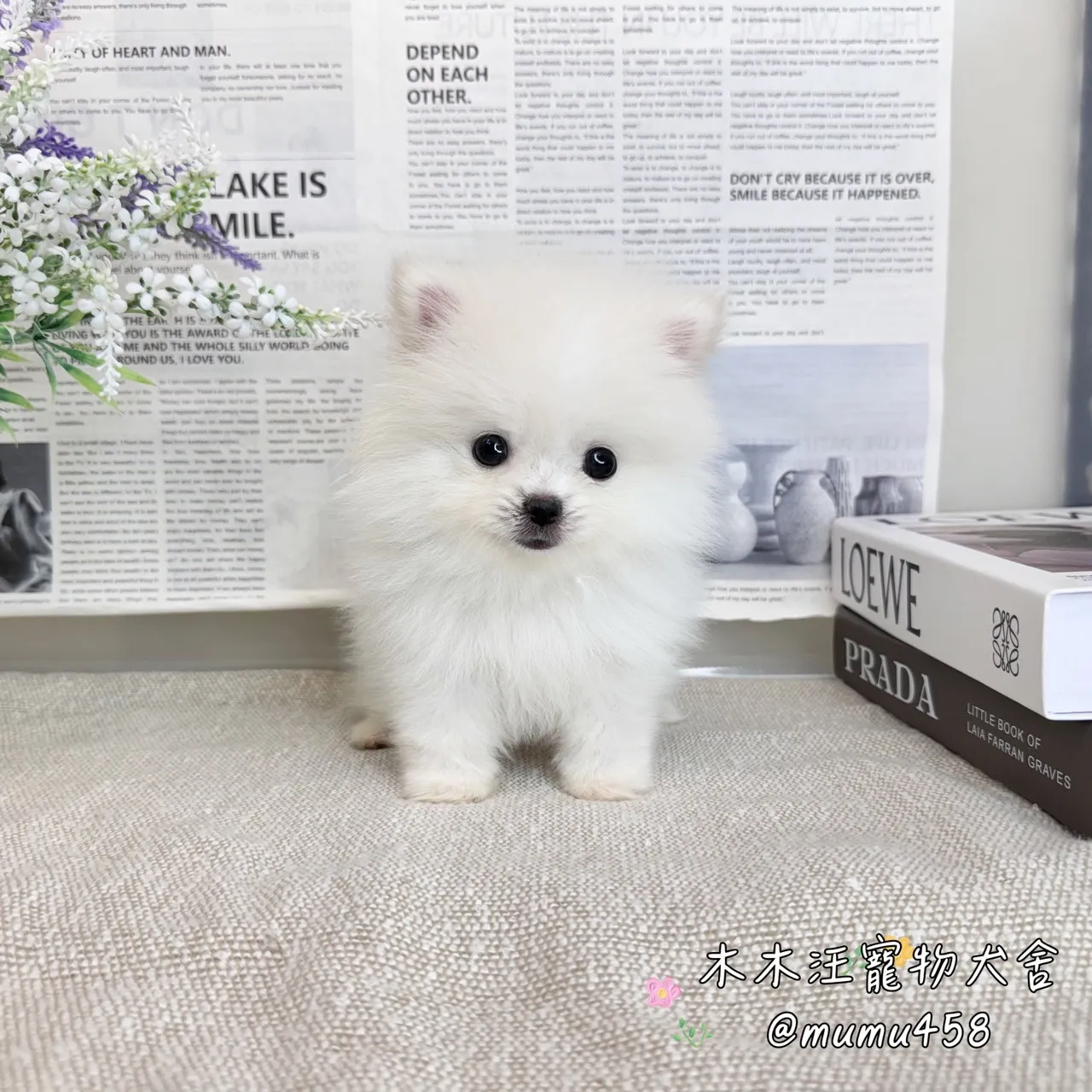 松鼠博美(白色)