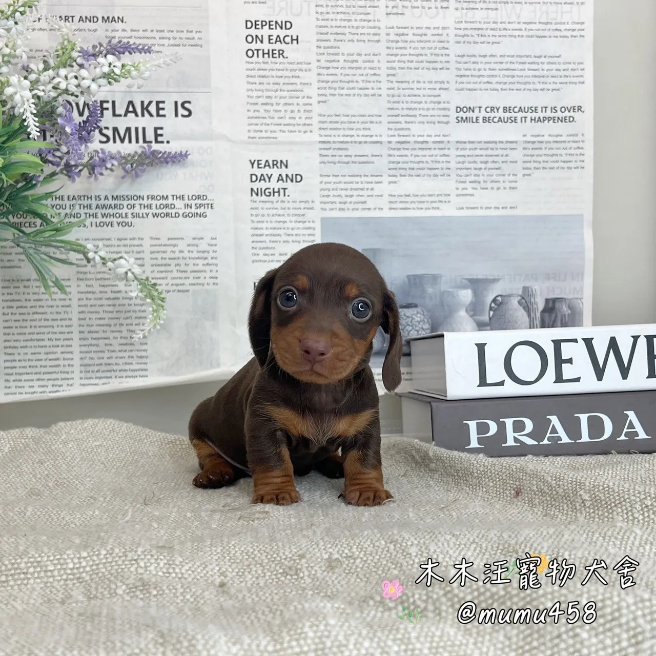 短毛臘腸(巧克力)