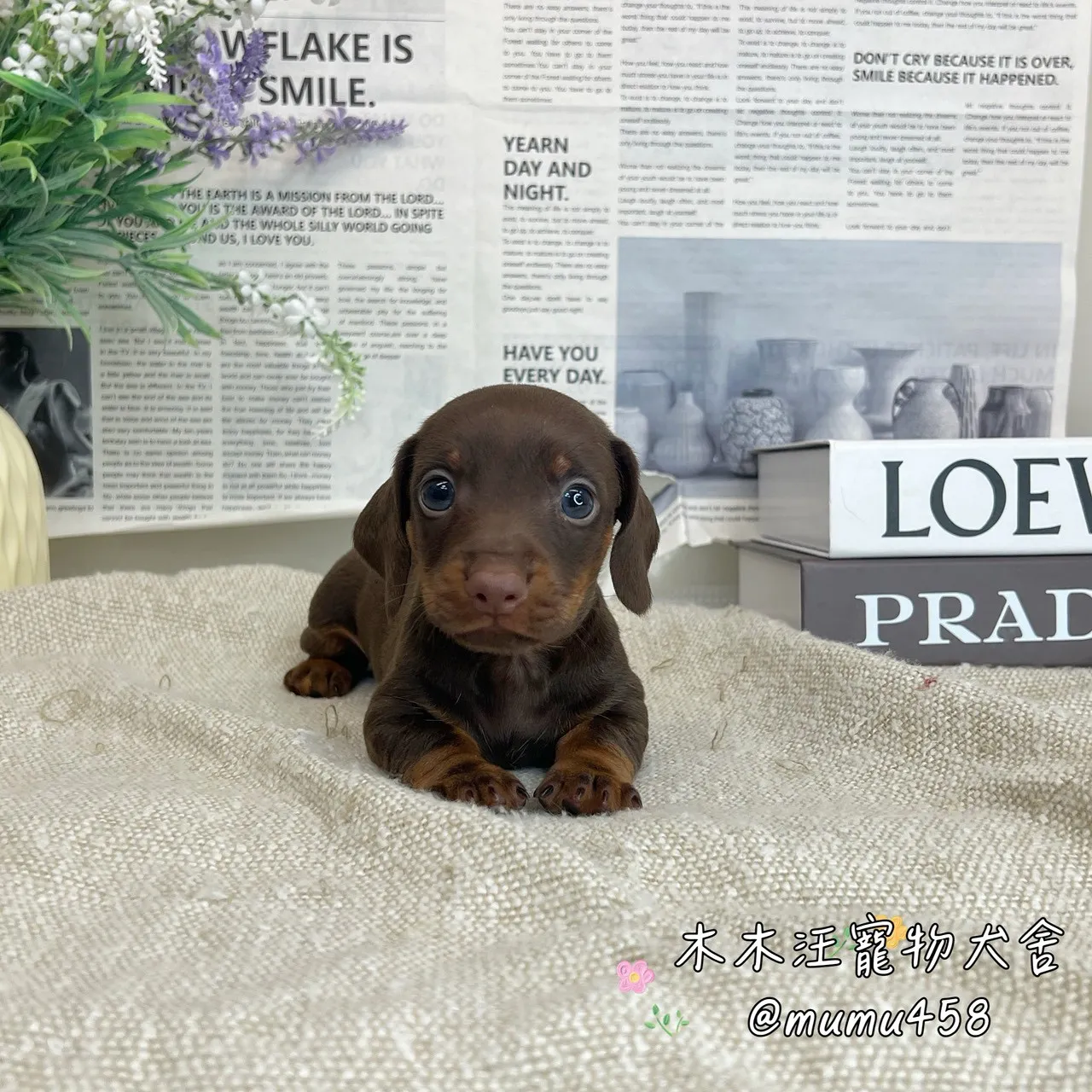 短毛臘腸(巧克力)