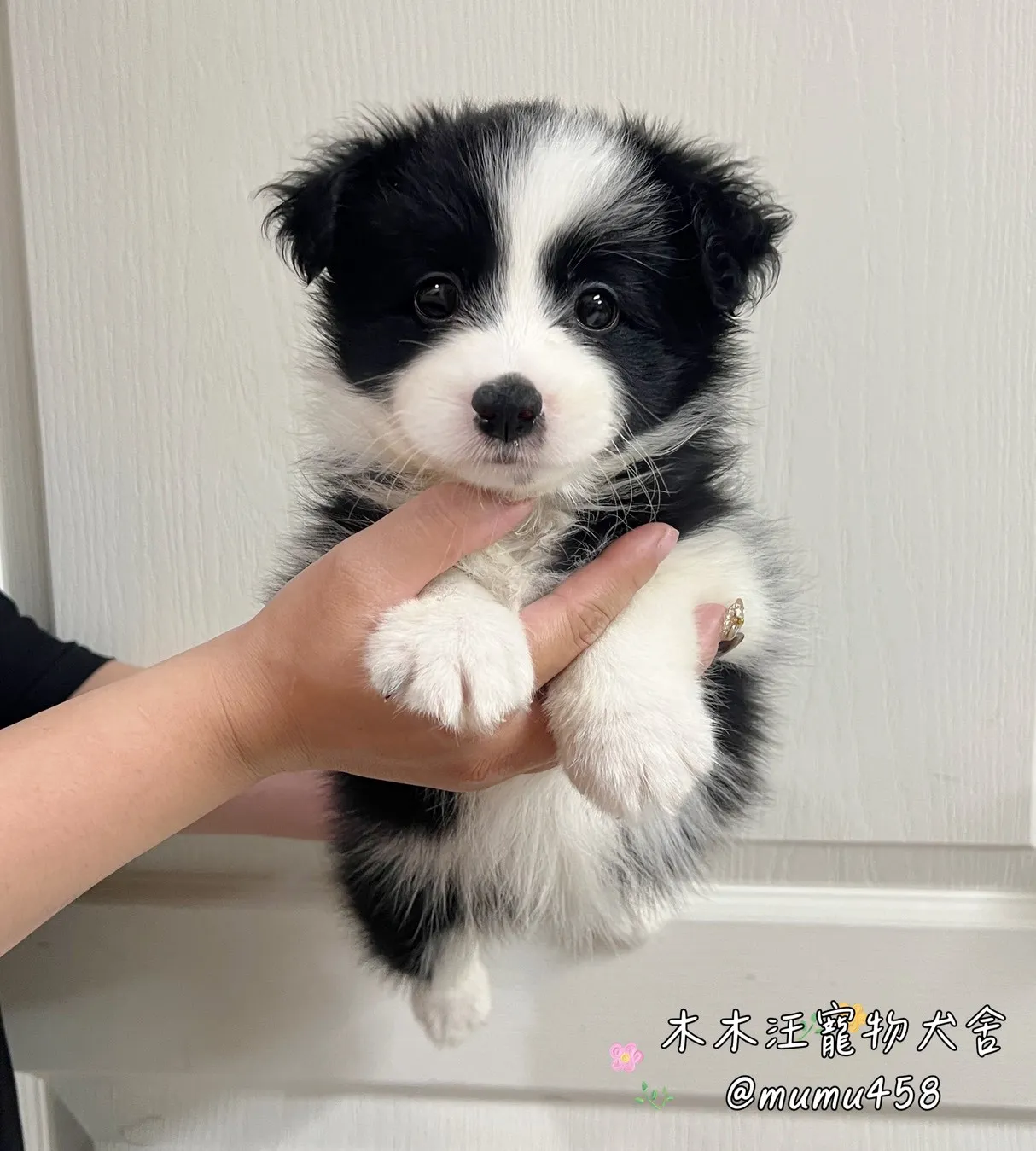 邊境牧羊犬(黑白色)