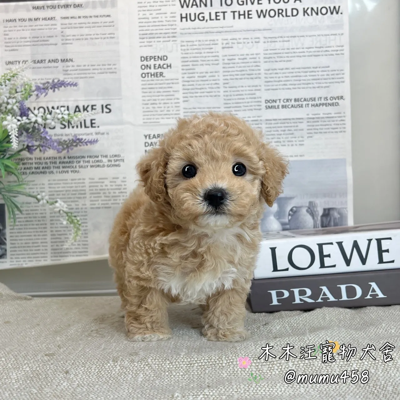 泰迪熊 奶油色(貴賓比熊)