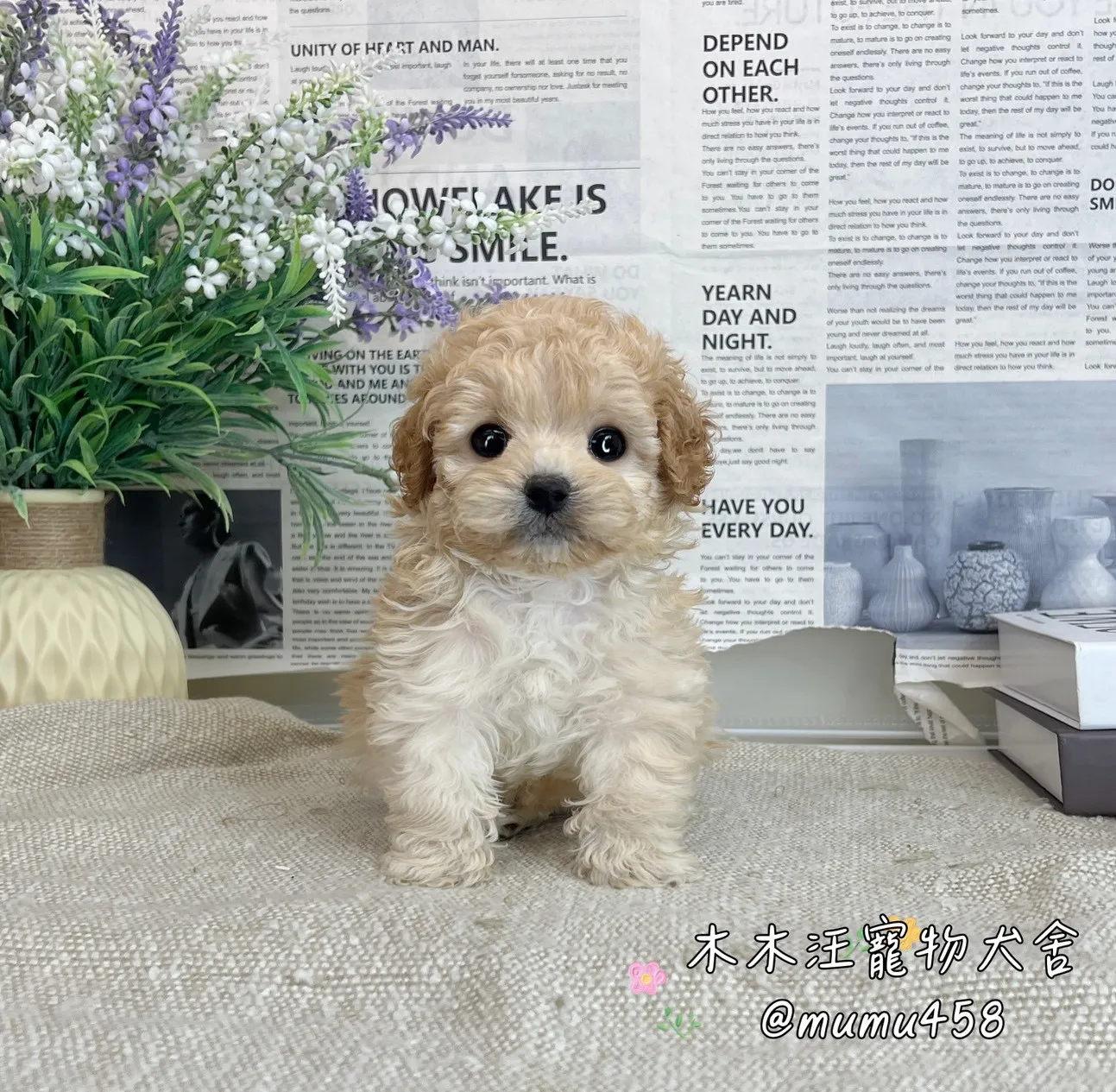 泰迪熊 奶油色(貴賓比熊)