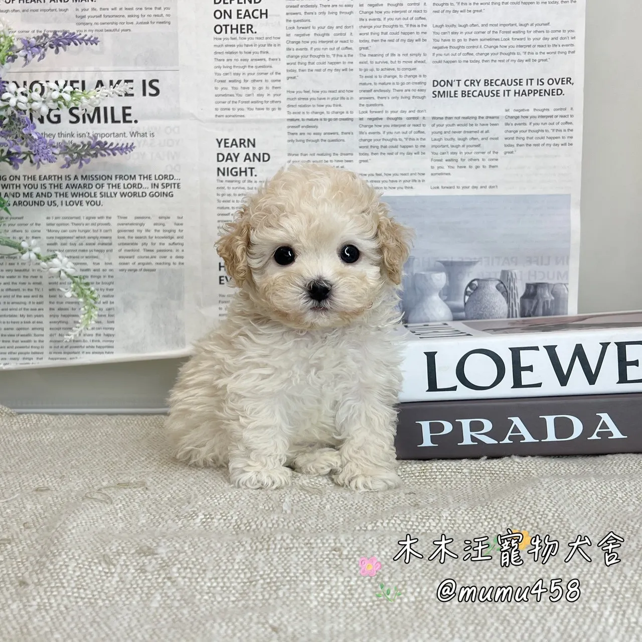 泰迪熊 奶油色(貴賓比熊)