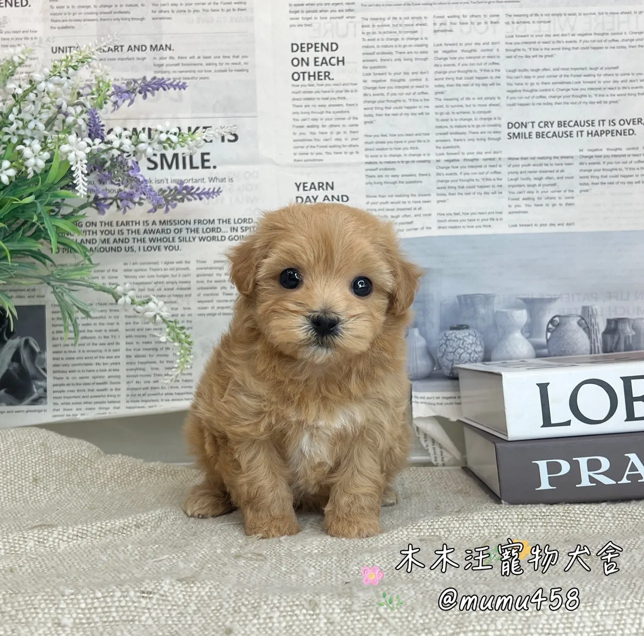 瑪爾泰迪(奶油色)