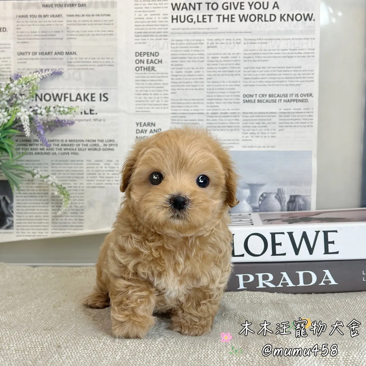 瑪爾泰迪(奶油色)