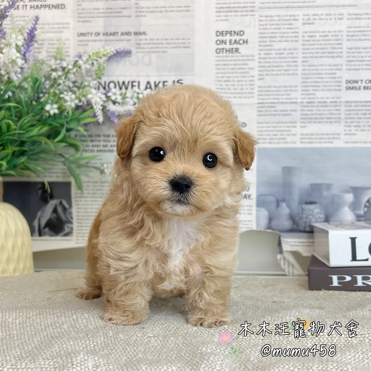 瑪爾泰迪(奶油色)