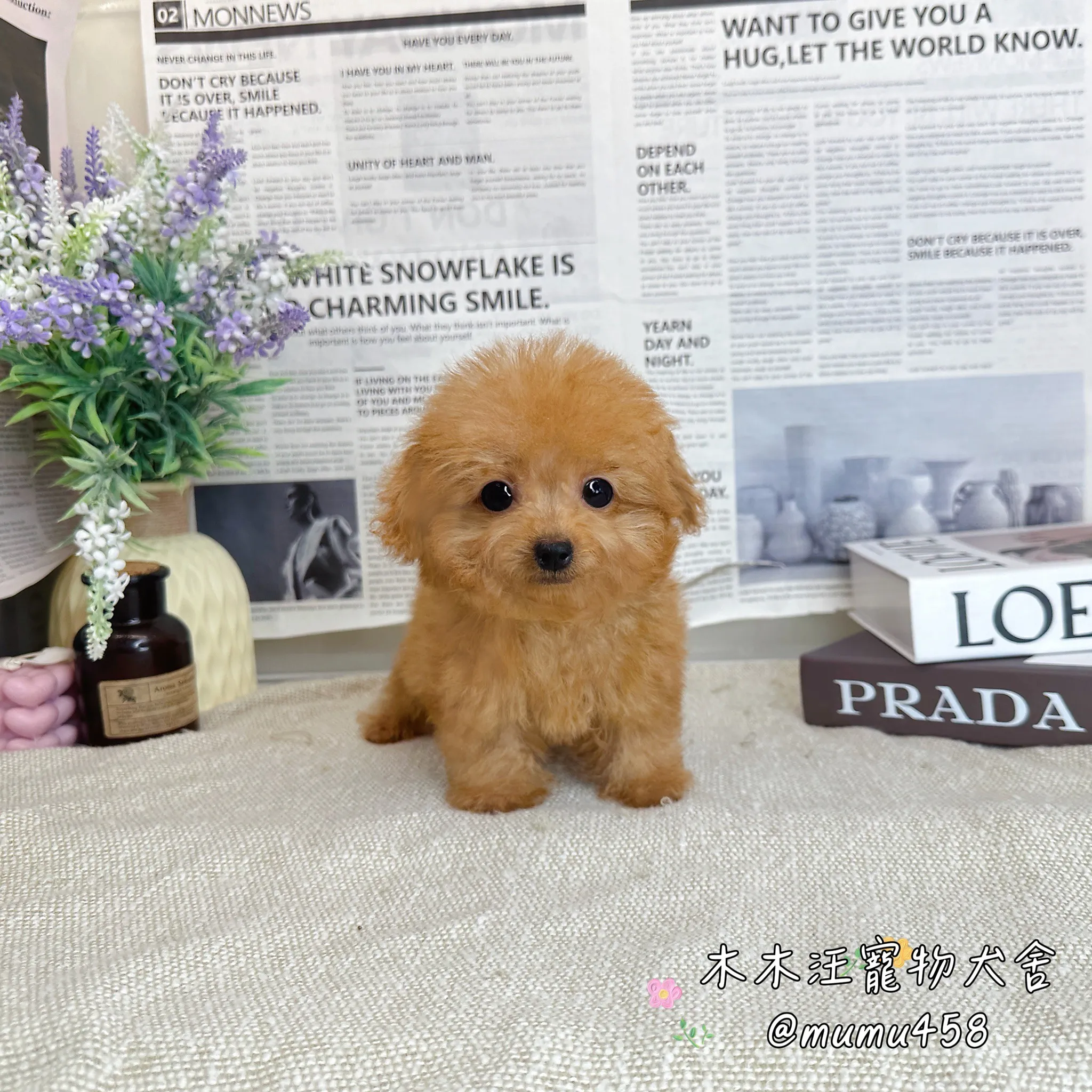 瑪爾泰迪(奶油色) 茶杯體