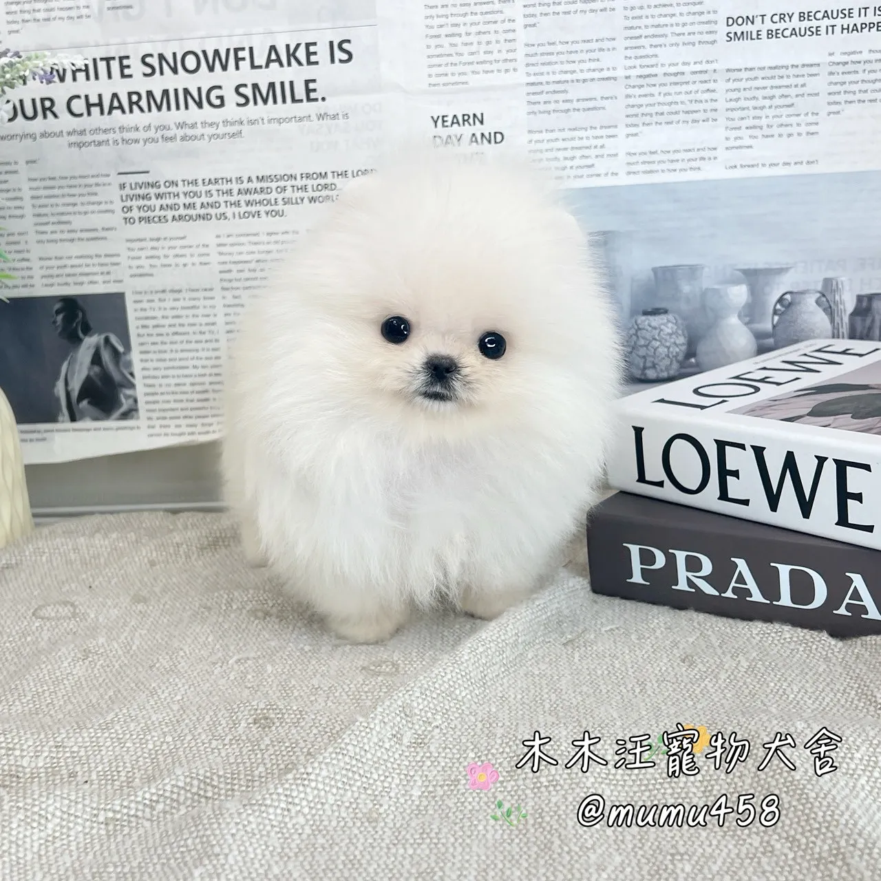 松鼠博美(白色)