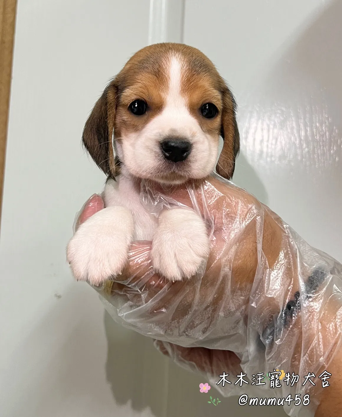 米格魯(黃黑白)