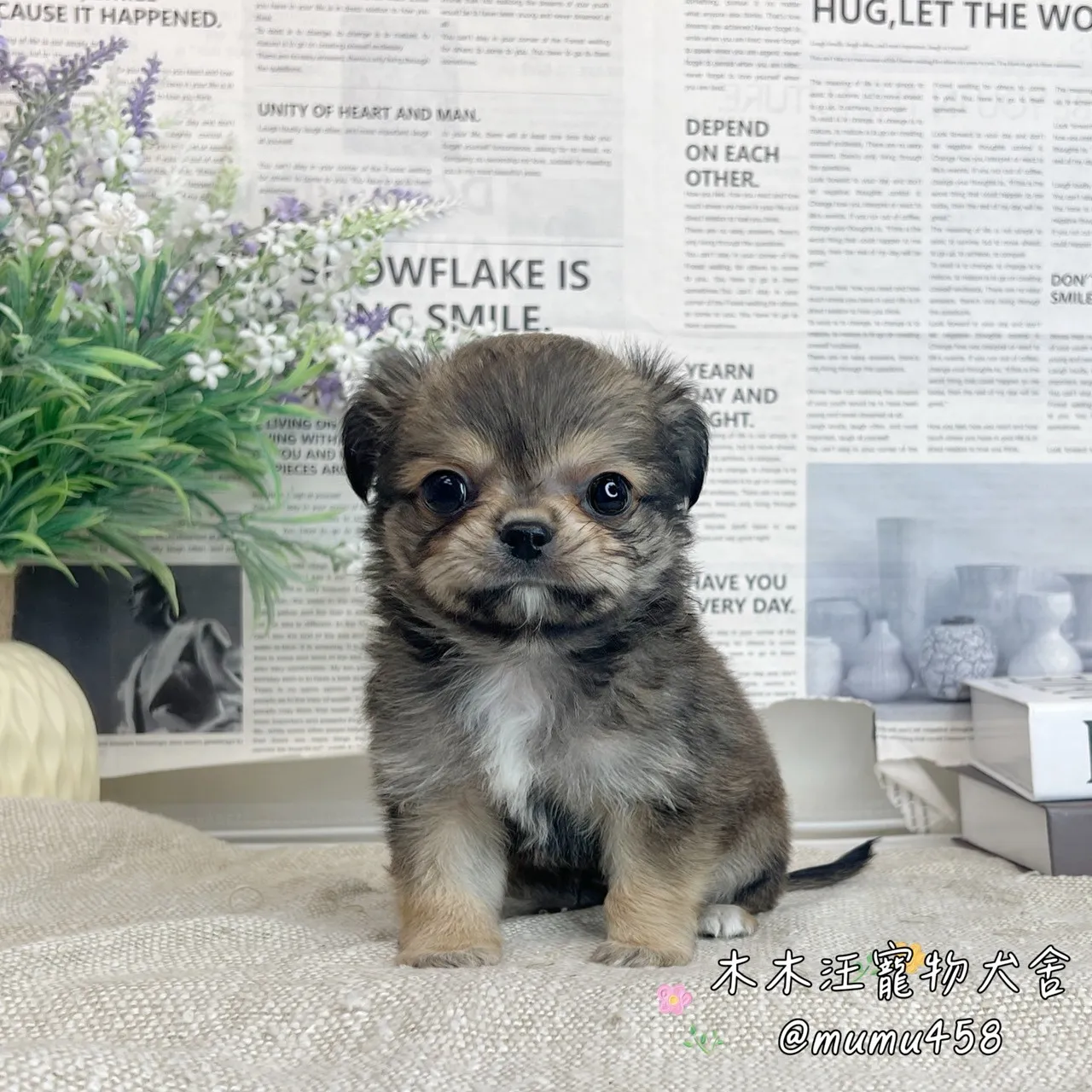 長毛吉娃娃(黃白)