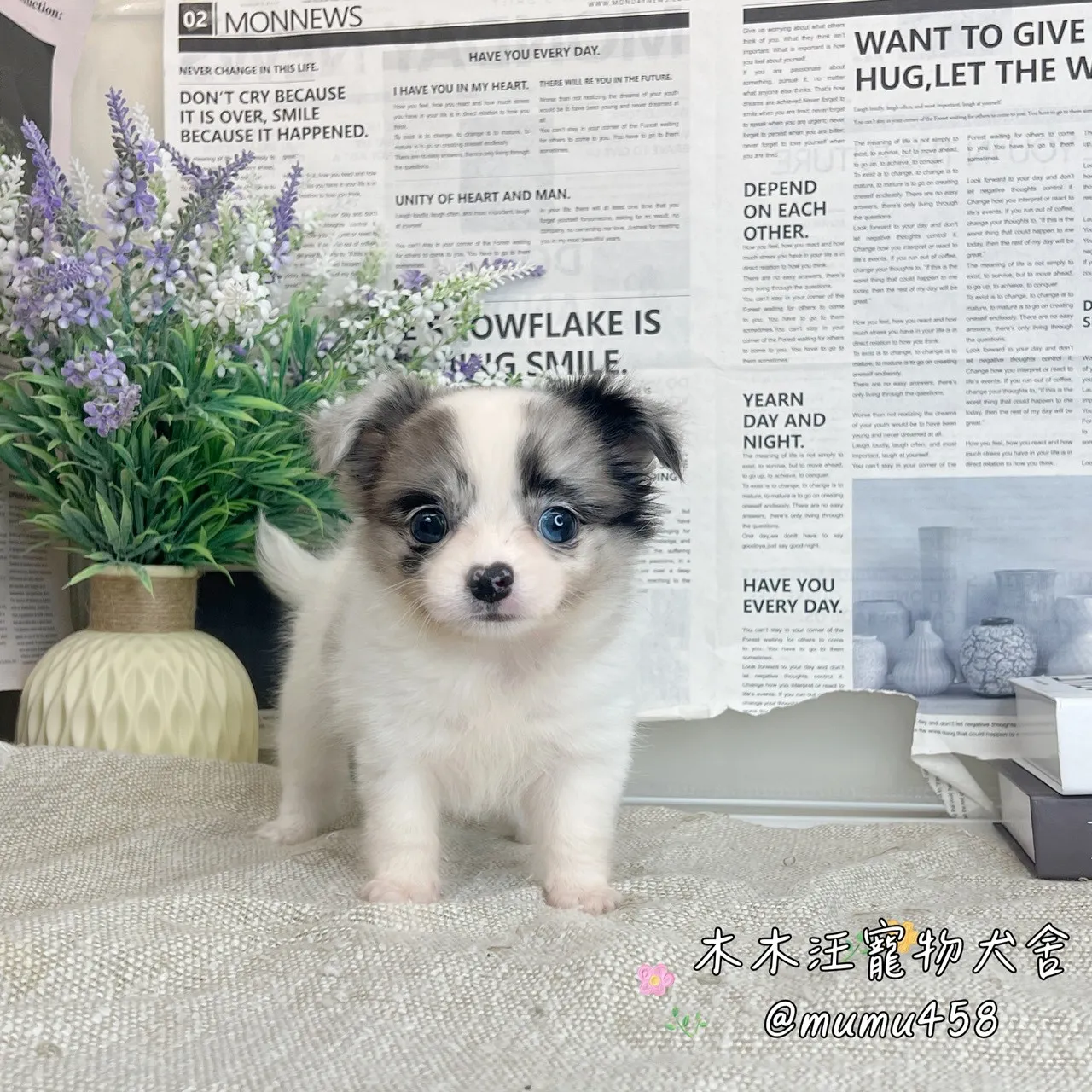 長毛吉娃娃(大理石)