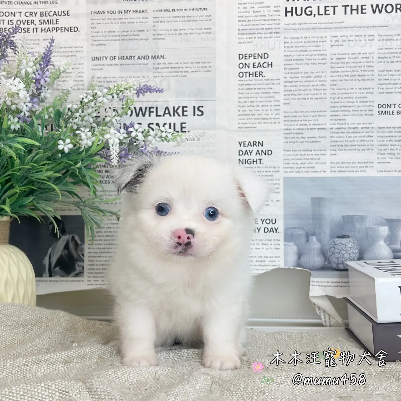 長毛吉娃娃(大理石)