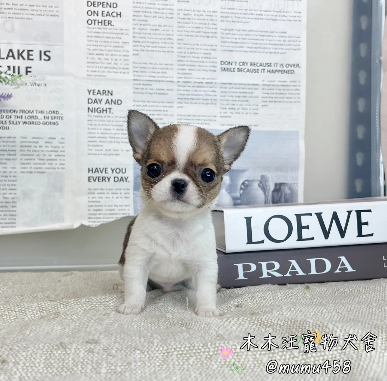 短毛吉娃娃(黃白)