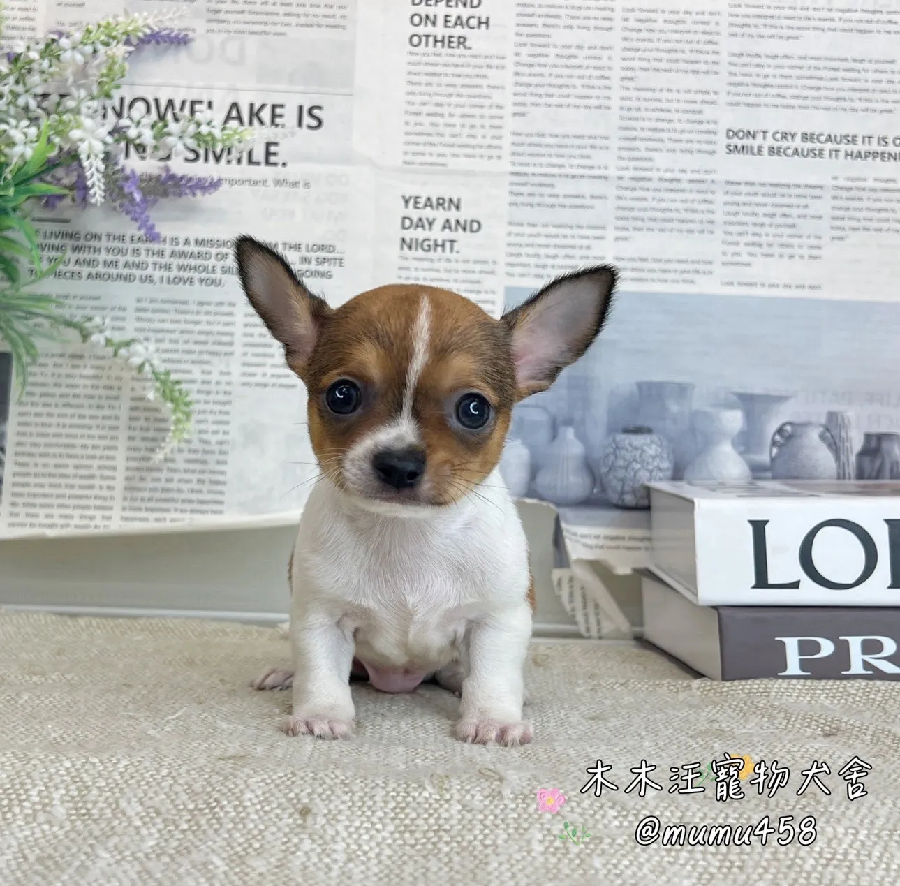 短毛吉娃娃(黃白)