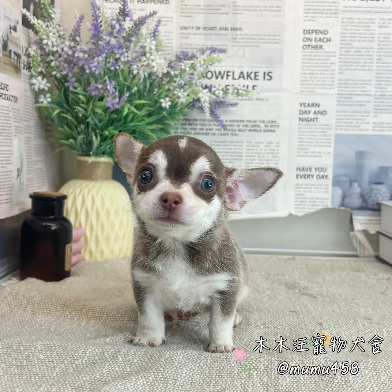 短毛吉娃娃(巧克力四目)