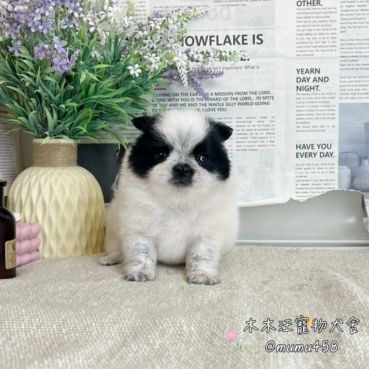 長毛吉娃娃(黑白)