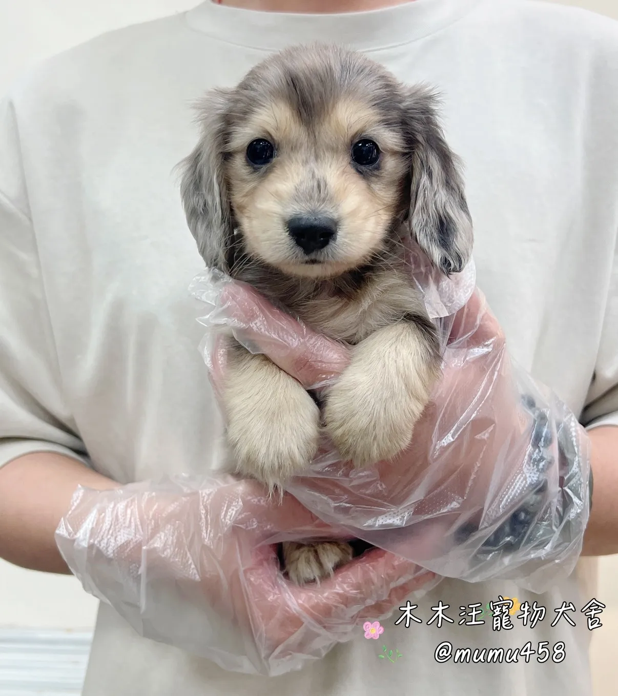 長毛臘腸(黑大理石)