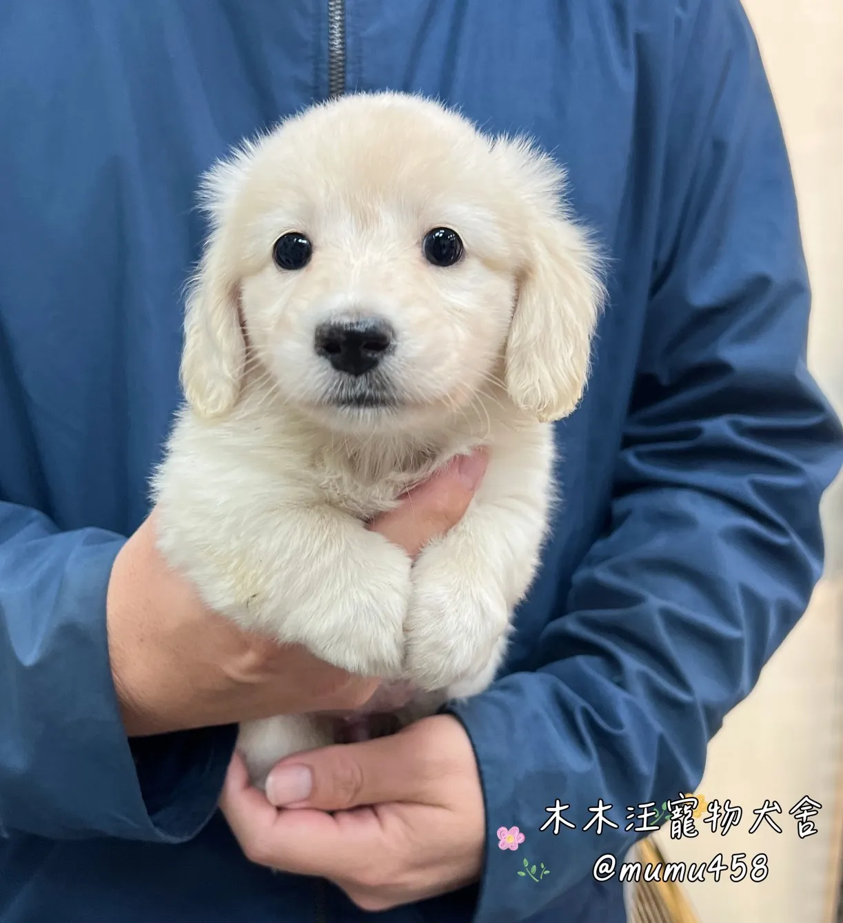 長毛臘腸(奶油色)