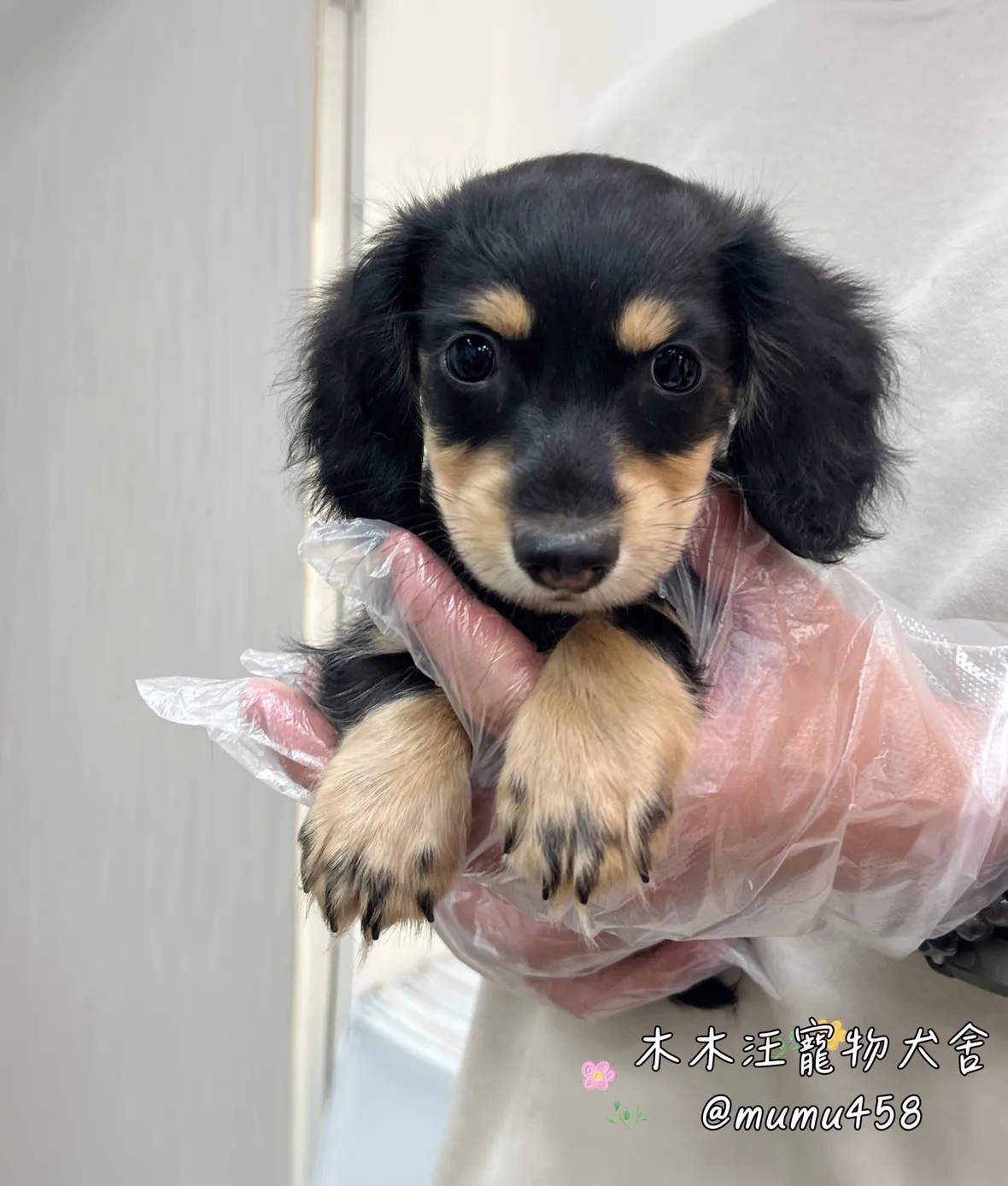 長毛臘腸(黑奶)