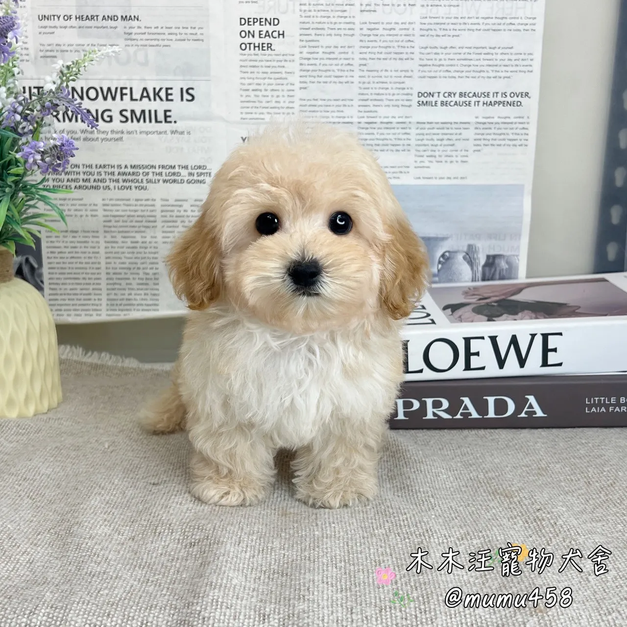 瑪爾泰迪(奶油色)