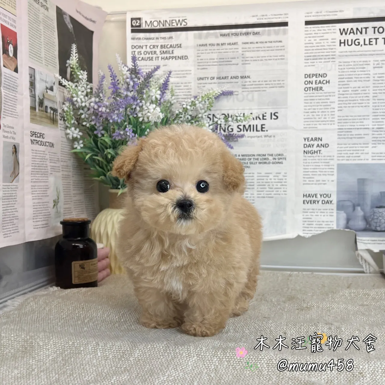 貴賓犬(奶油色)