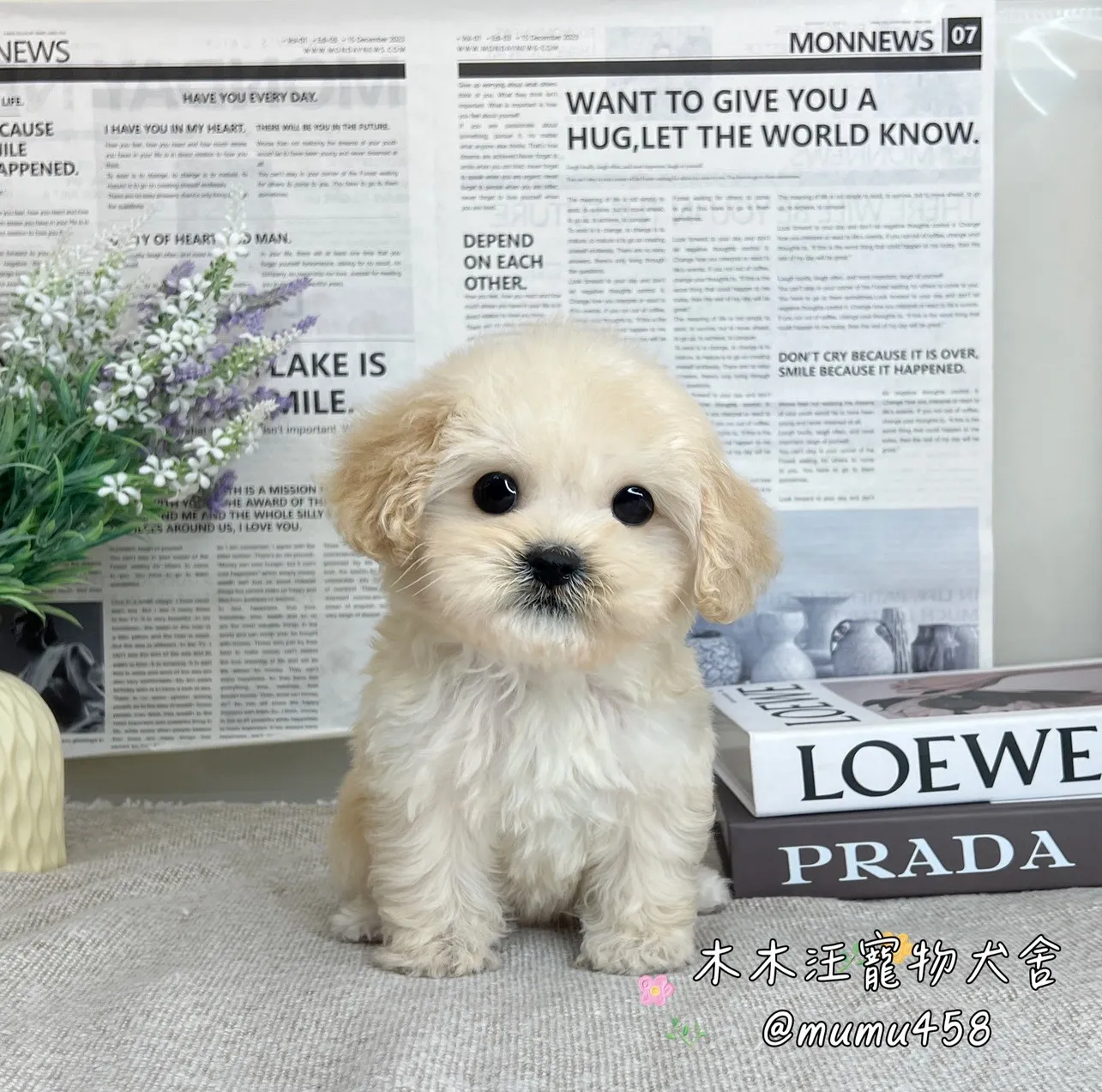 可卡熊(可卡犬混比熊犬)