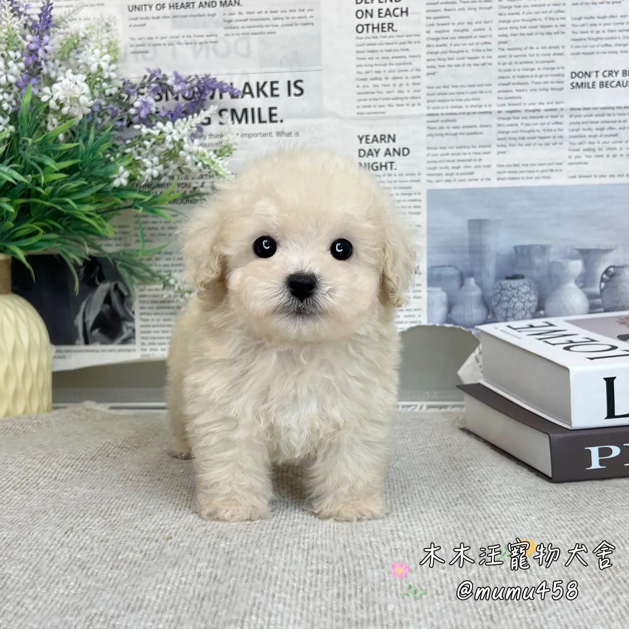 貴賓犬(奶油色)