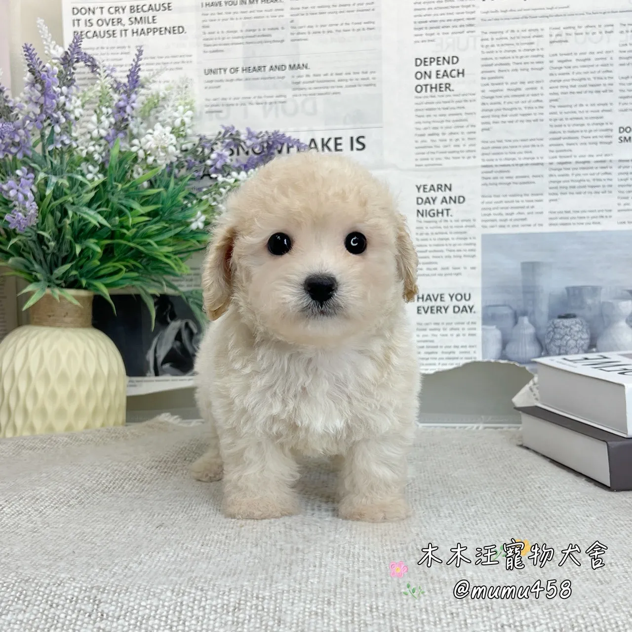 貴賓犬(奶油色)