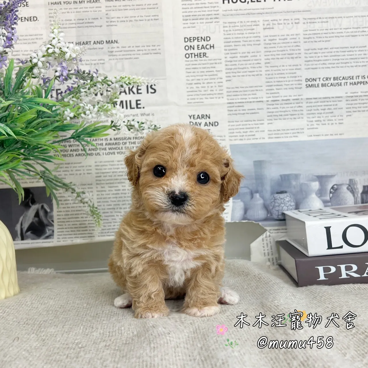 泰迪熊(貴賓比熊)(奶油白花色)