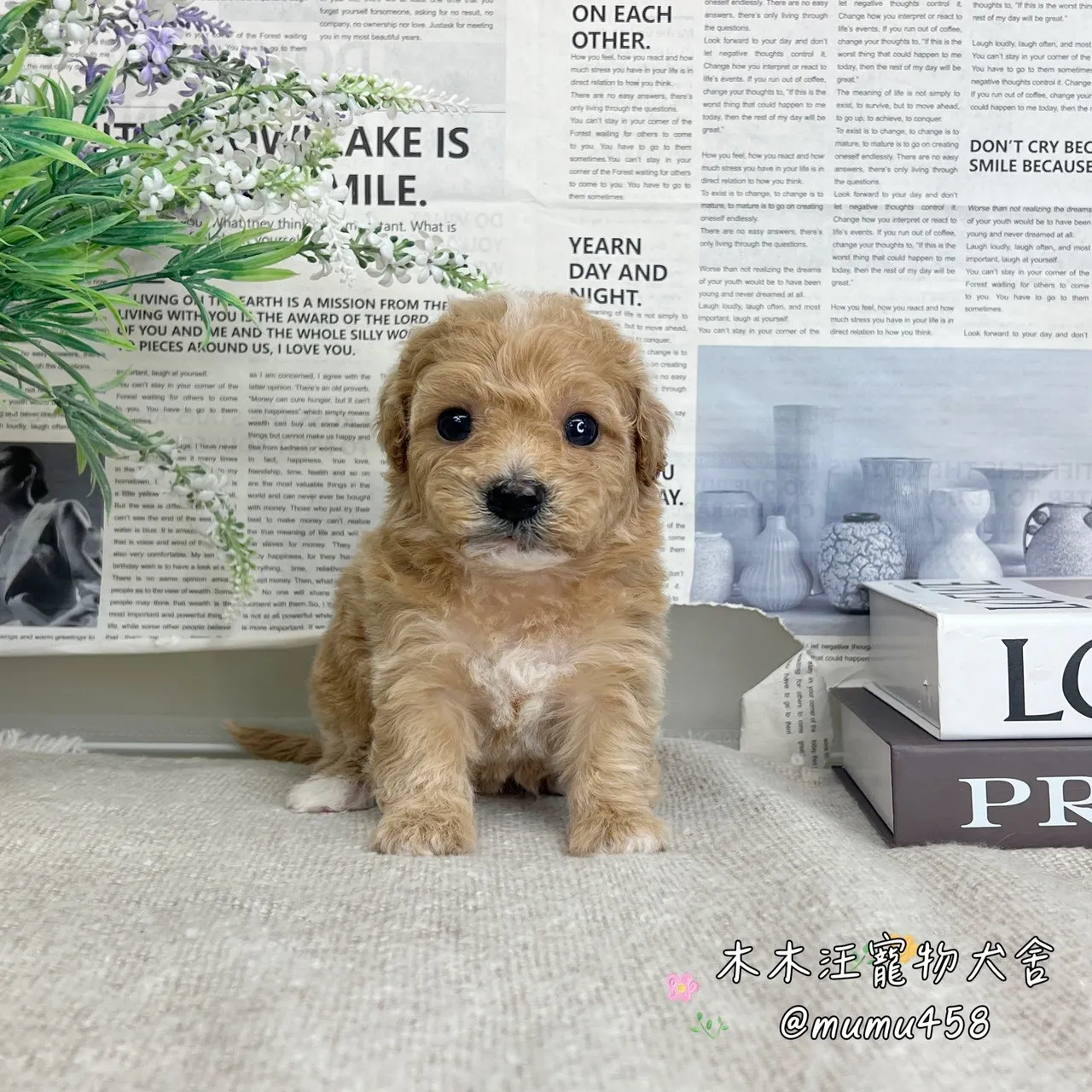 泰迪熊(貴賓比熊)(奶油白花色)