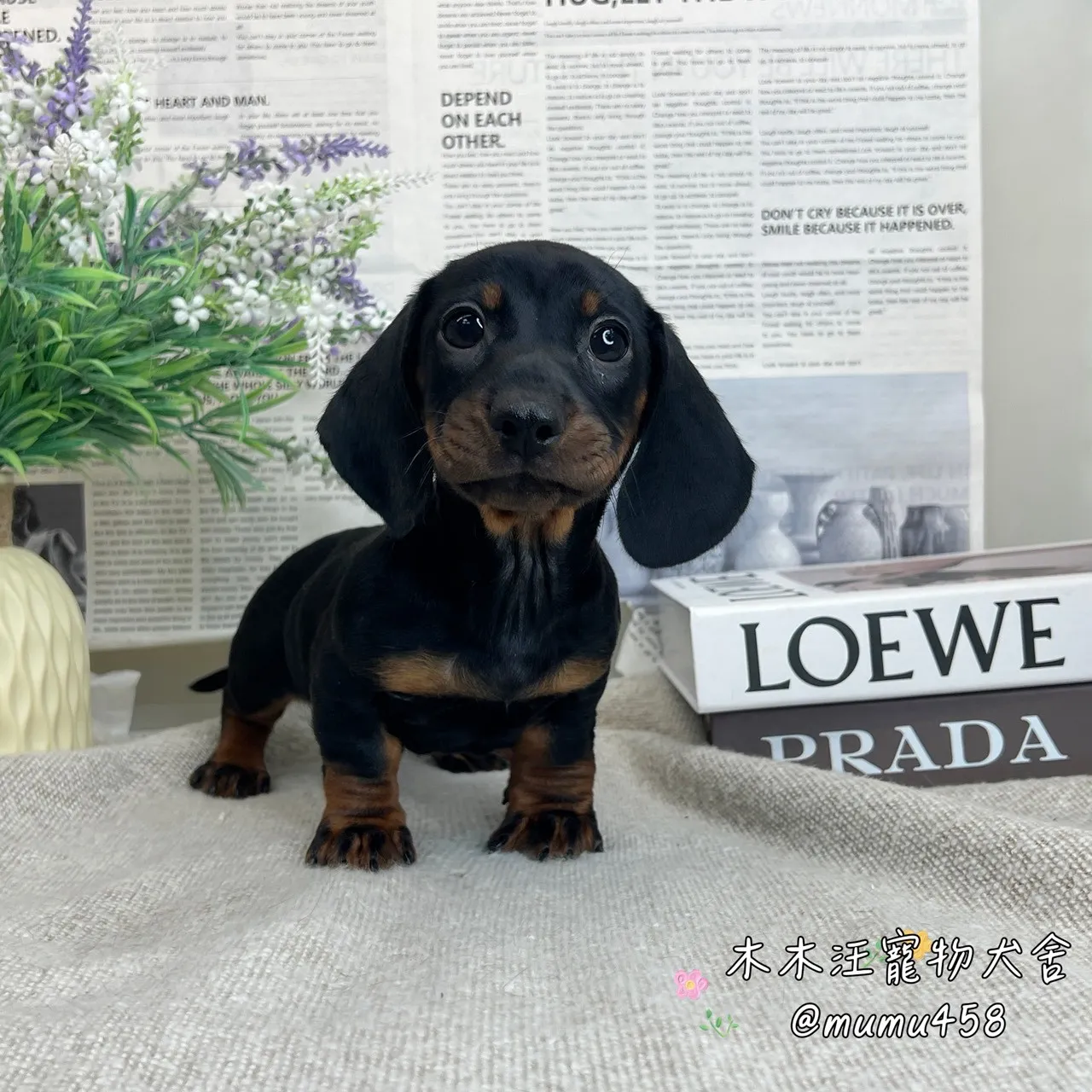 短毛臘腸(黑四目)