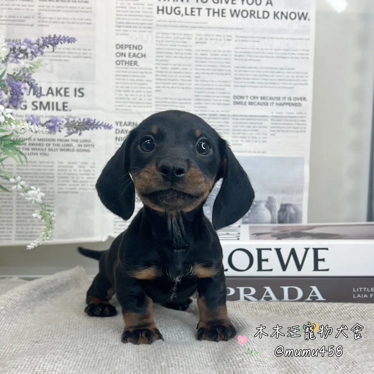 短毛臘腸(黑四目)