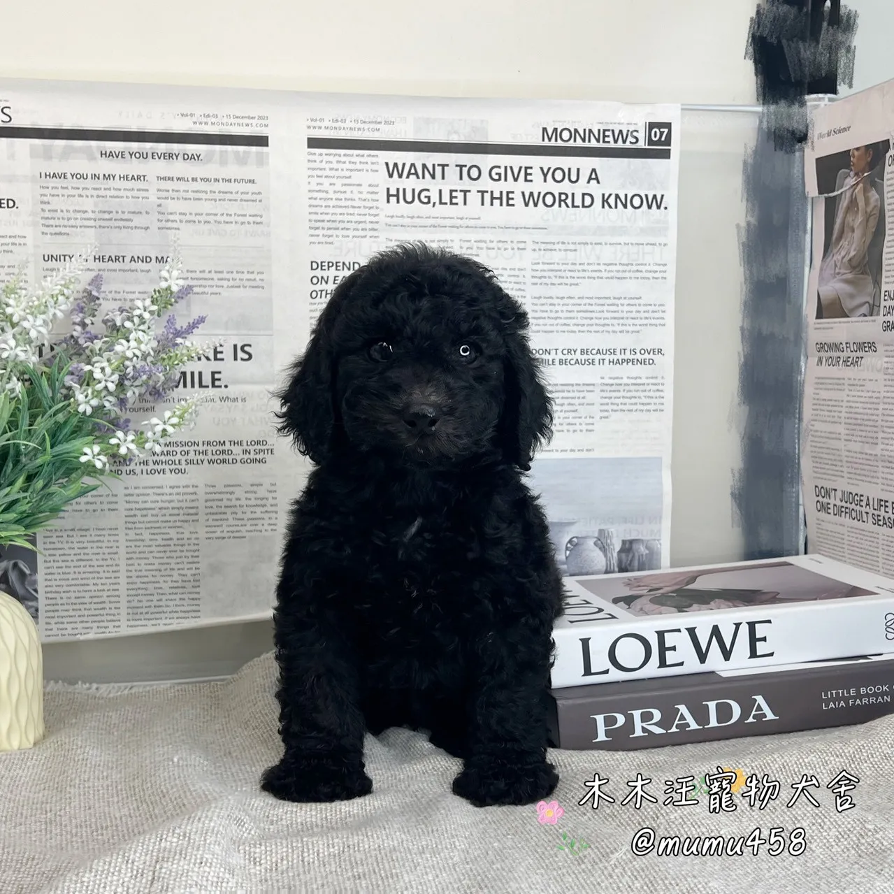 標準型貴賓(黑色)