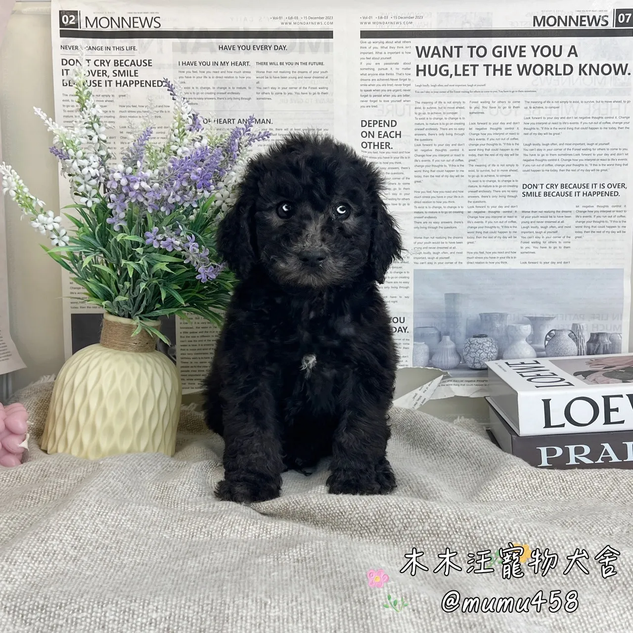 標準型貴賓(灰色)