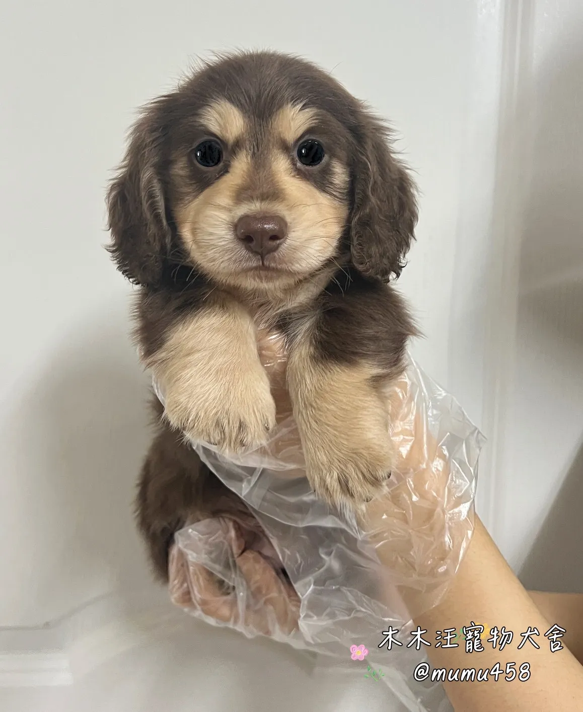 長毛臘腸(巧奶)