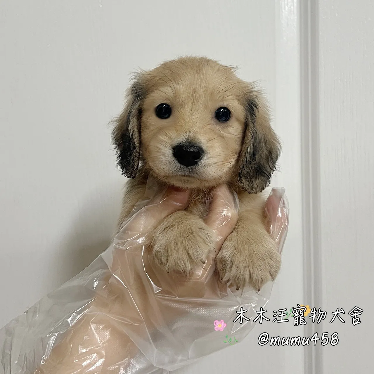 長毛臘腸(黑絲奶油色)