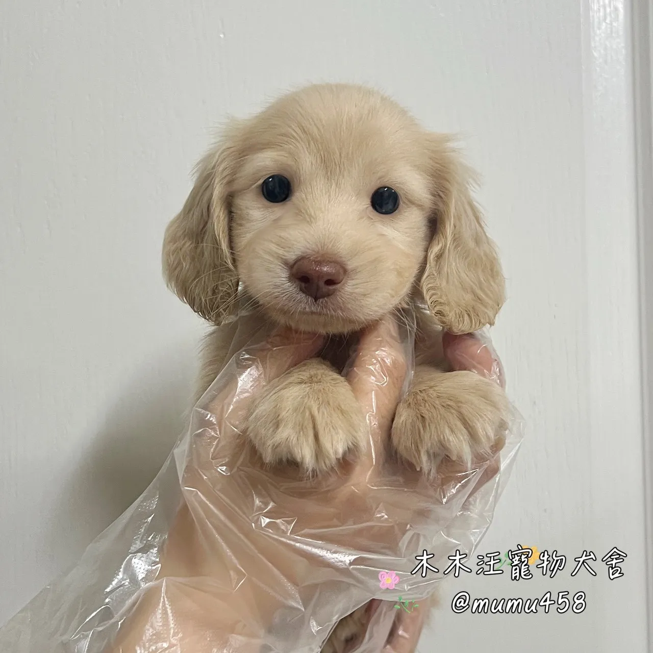 長毛臘腸(奶油色)