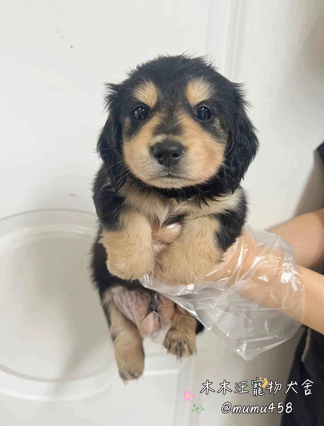 長毛臘腸(黑奶)