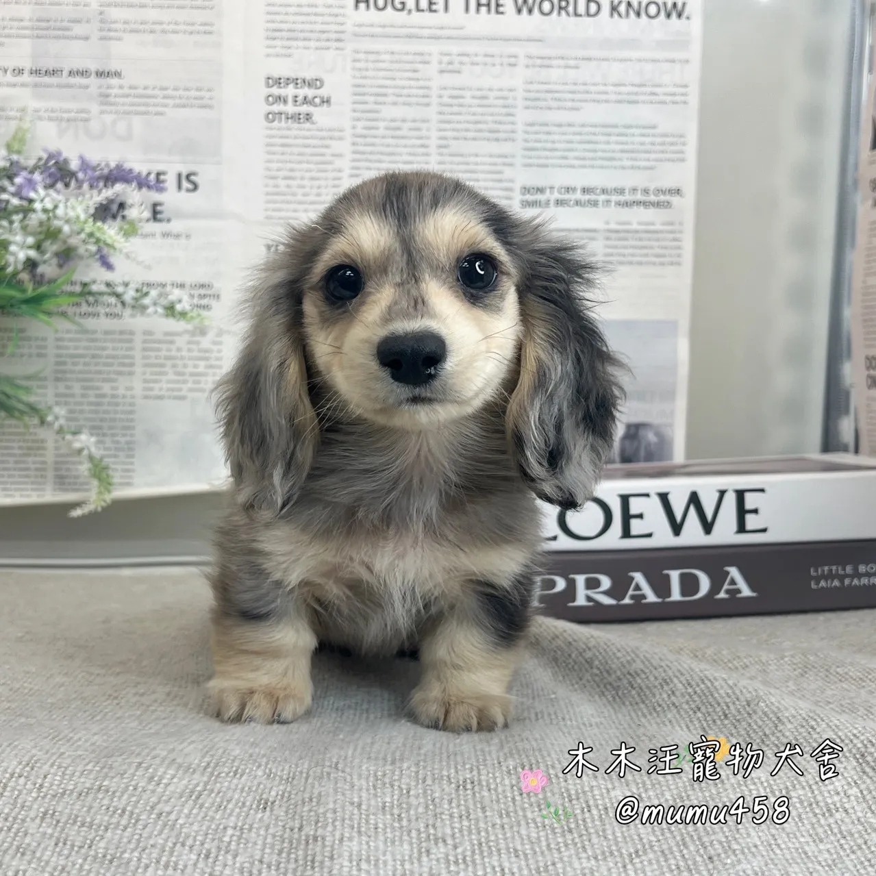 長毛臘腸(大理石)