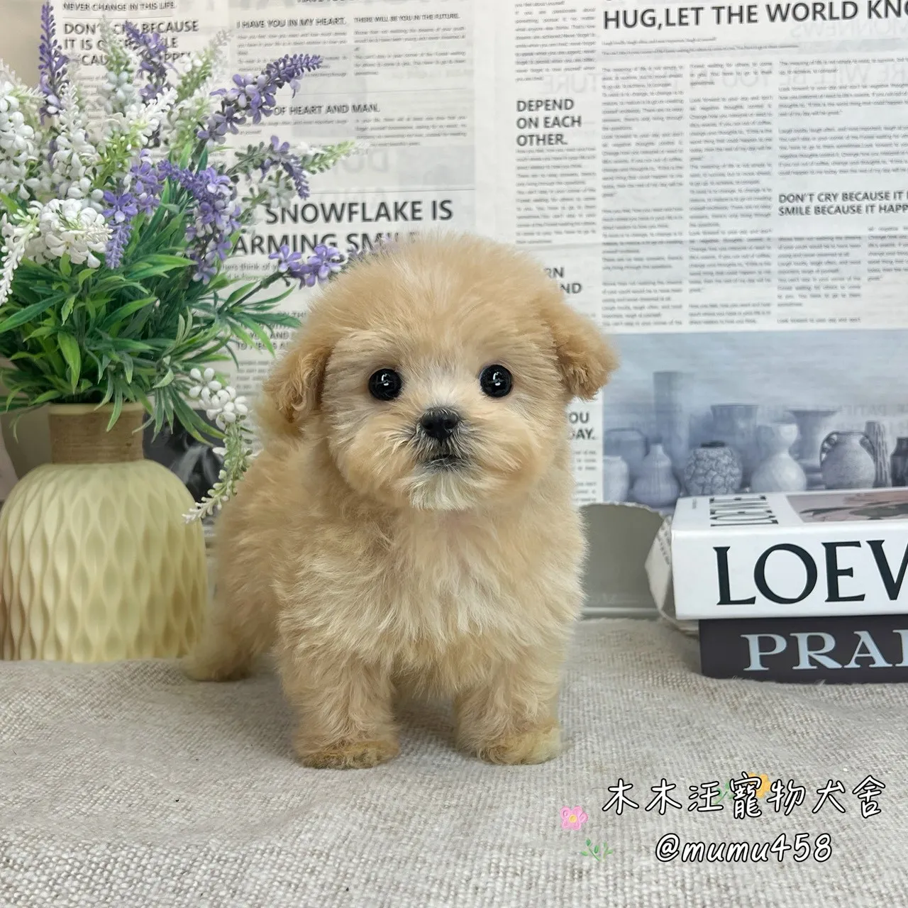 瑪爾泰迪(奶油色)