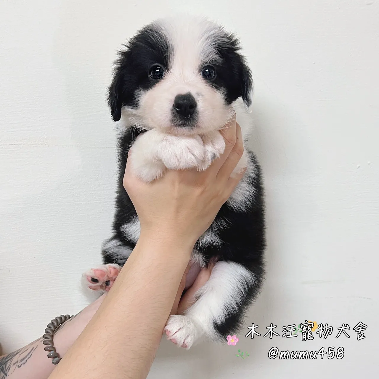 邊境牧羊犬(黑白色)