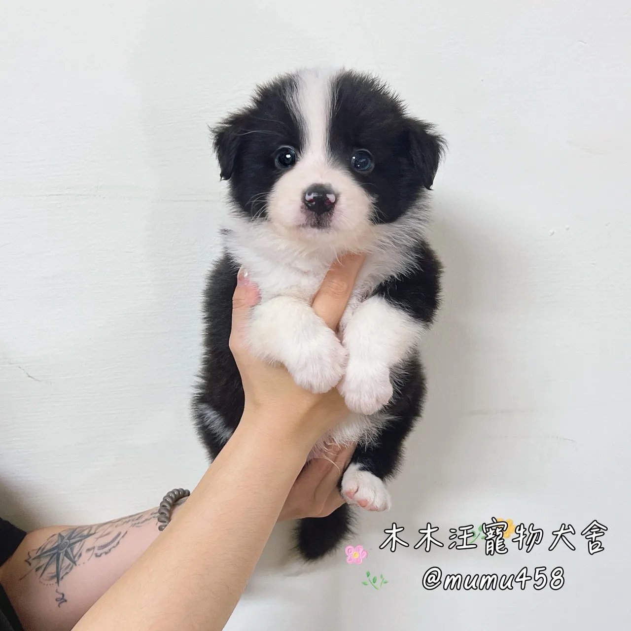 邊境牧羊犬(黑白色)