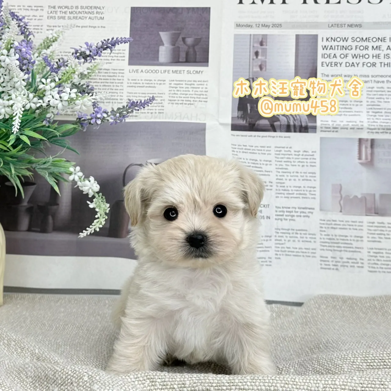 瑪爾泰迪(奶油白)