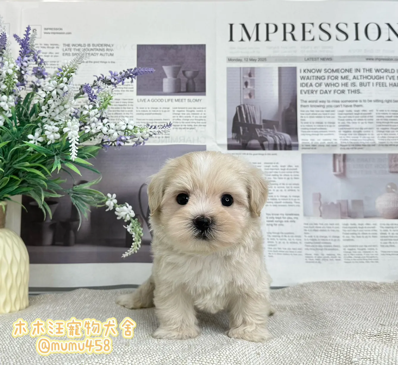 瑪爾泰迪(奶油白花)