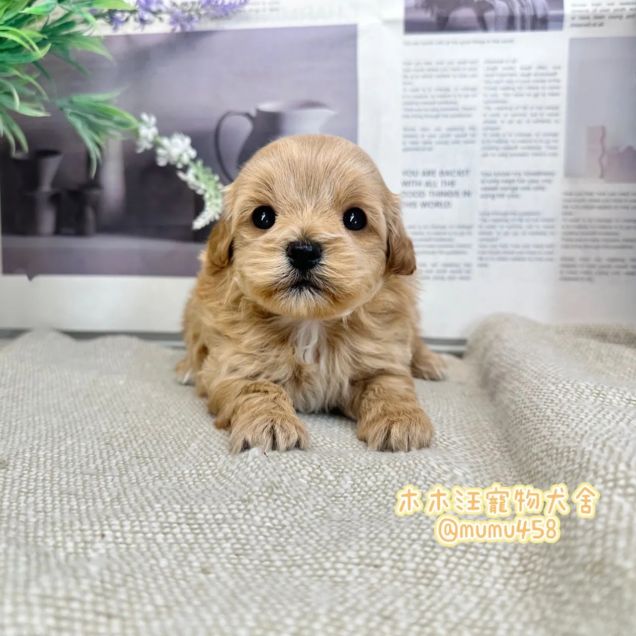 瑪爾泰迪(奶油)