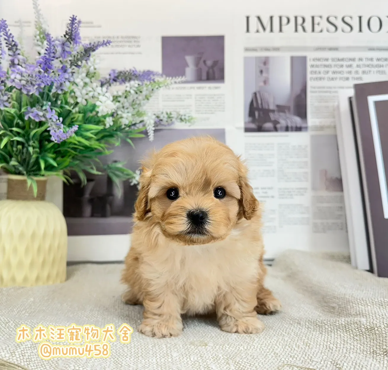 瑪爾泰迪(奶油)