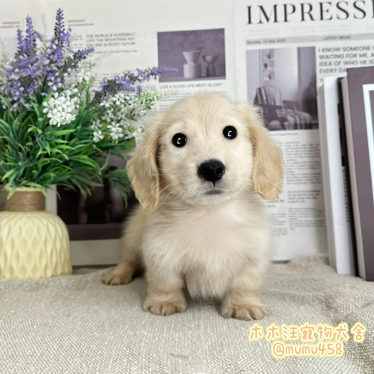 長毛臘腸(奶油色)